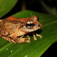 Pseudophilautus lunatus Manamendra-Arachchi & Pethiyagoda, 2005